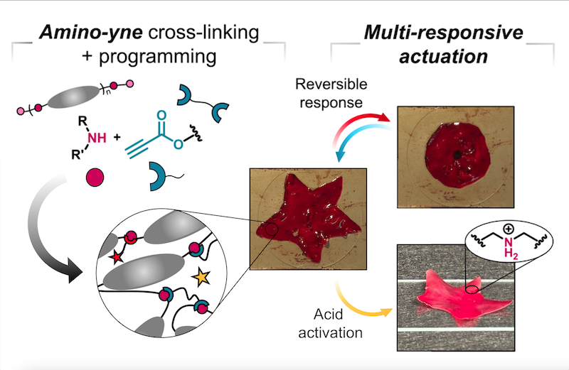 An amino-yne click chemistry approach for multi-responsive liquid crystal elastomer actuators