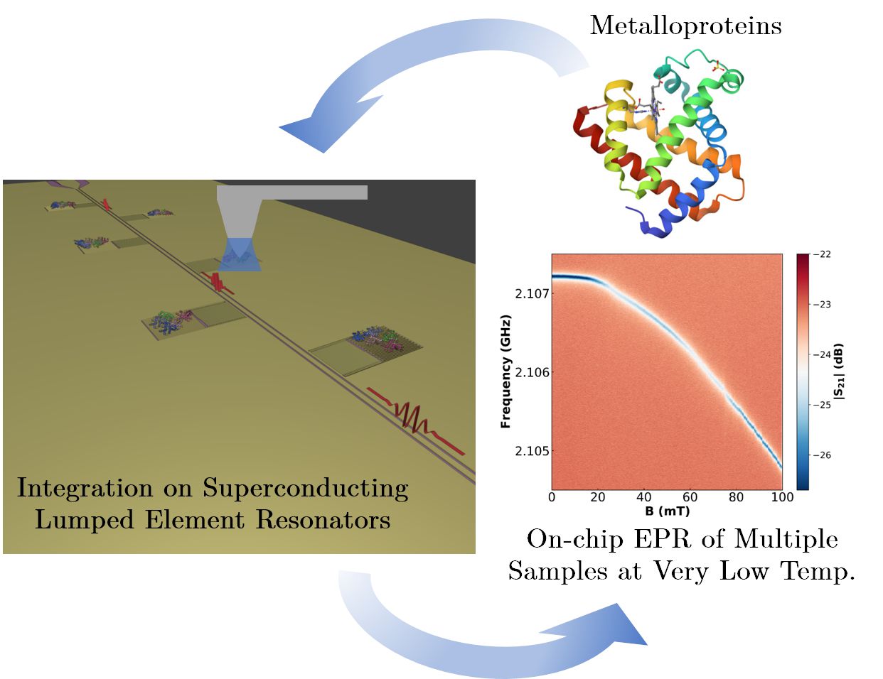 On-chip EPR spectrometry of metalloproteins using superconducting lumped element resonators