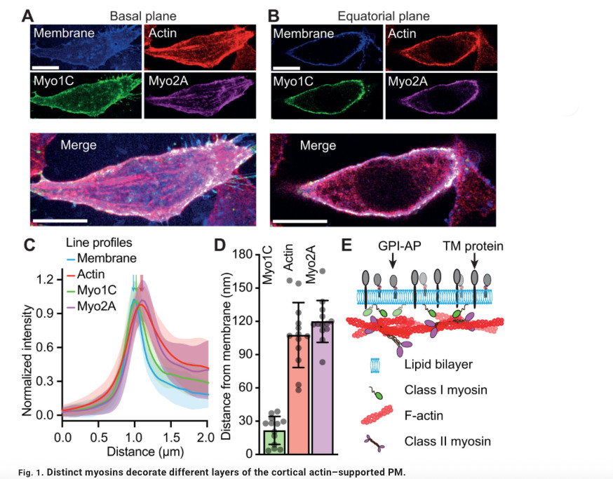 Diverse ancestral myosin motors generate and segregate distinct types of nanocluster-rich domains at the plasma membrane