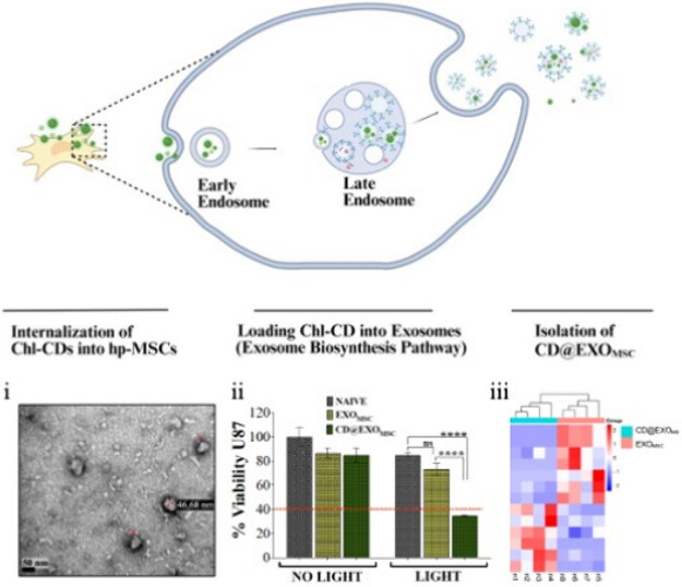 Cell-driven encapsulation of chlorophyllin-based carbon dots within exosomes for enhanced photodynamic therapy: miRNA profiling reveals mechanistic insights